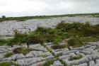 Sheshymore Limestone pavement exposes shallow water carbonates of the Brigantian, Slievenaglasha Formation. These classic kharstified exposures of tabular blocks of limestone pavement, Clints, are cut by vertical fractures, Grikes, which were widened by post glacial disolution (McNamara, & Hennessy, 2010). Fractures were intially established during Variscan folding (Coller, 1984).